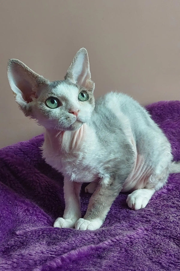 Adorable Hank, a playful Devon Rex kitten with curly fur, ready to be your new friend