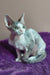 Cute Rex cat with curly fur in the Hank Devon Rex Kitten product display