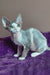 Hank the adorable Devon Rex kitten with cute gray and white fur lounging around