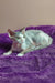 Devon Rex kitten named Hank lounging on a cozy purple blanket