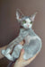 Adorable Gray and White Devon Rex Cat named Hank in a cute kitten pose