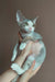 Gray and white Devon Rex kitten Hank happily held in loving hands