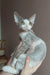 Gray and white Devon Rex cat named Hank, the adorable Devon Rex kitten