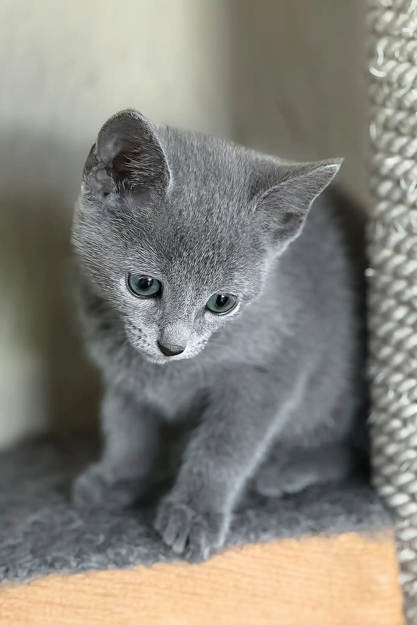 Hanna | russian blue kitten