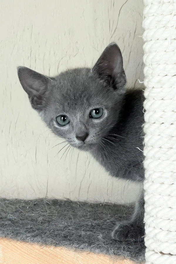 Hanna | russian blue kitten