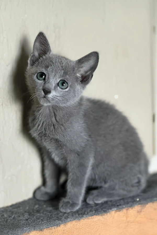 Hanna | russian blue kitten