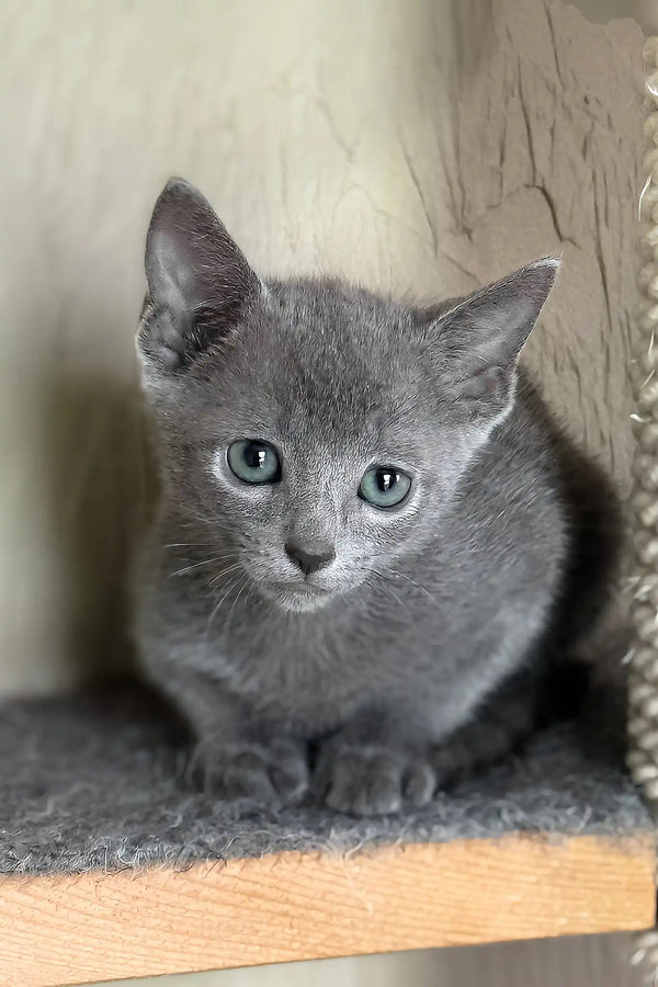 Hanna | russian blue kitten