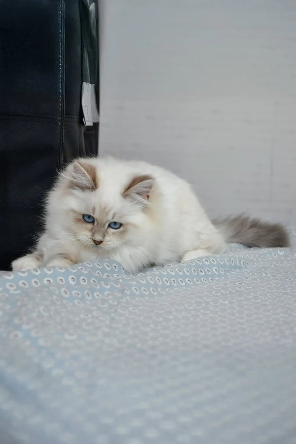 Hanni | siberian kitten