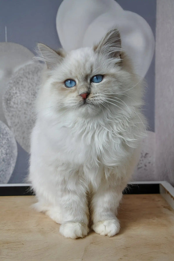 Hanni | siberian kitten