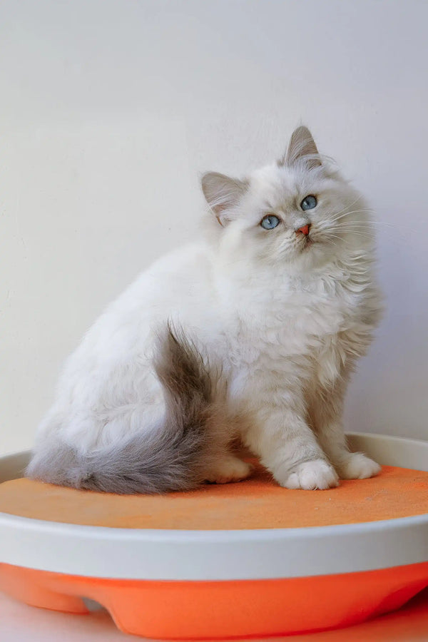 Hanni | siberian kitten