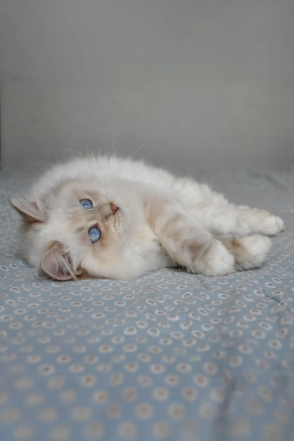 Hanni | siberian kitten