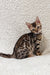 Bengal kitten Hanny showing off cool stripes and spots in a playful pose