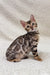 Bengal kitten Hanny showcasing stunning spotted and striped coat patterns