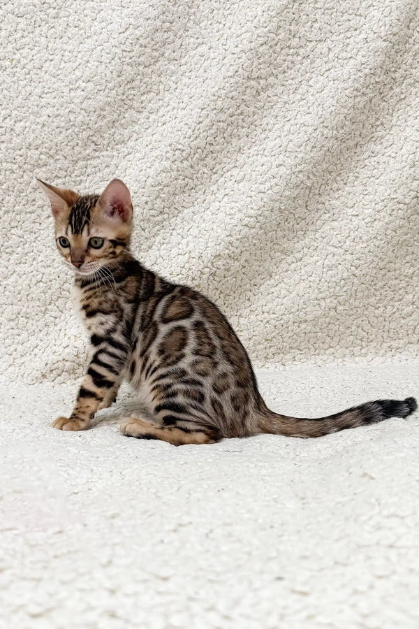 Bengal kitten named Hanny showcasing unique stripes and spots on its fur