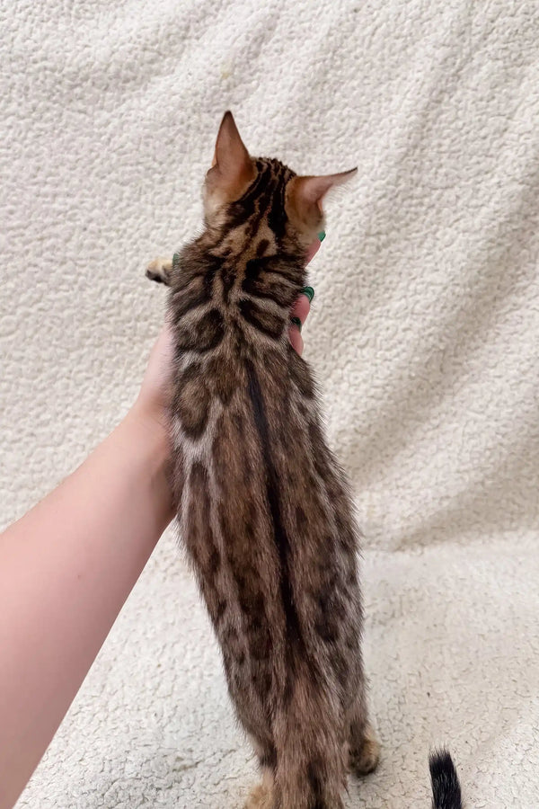 Striped brown tabby cat with pointed ears from behind in Hanny Bengal Kitten product