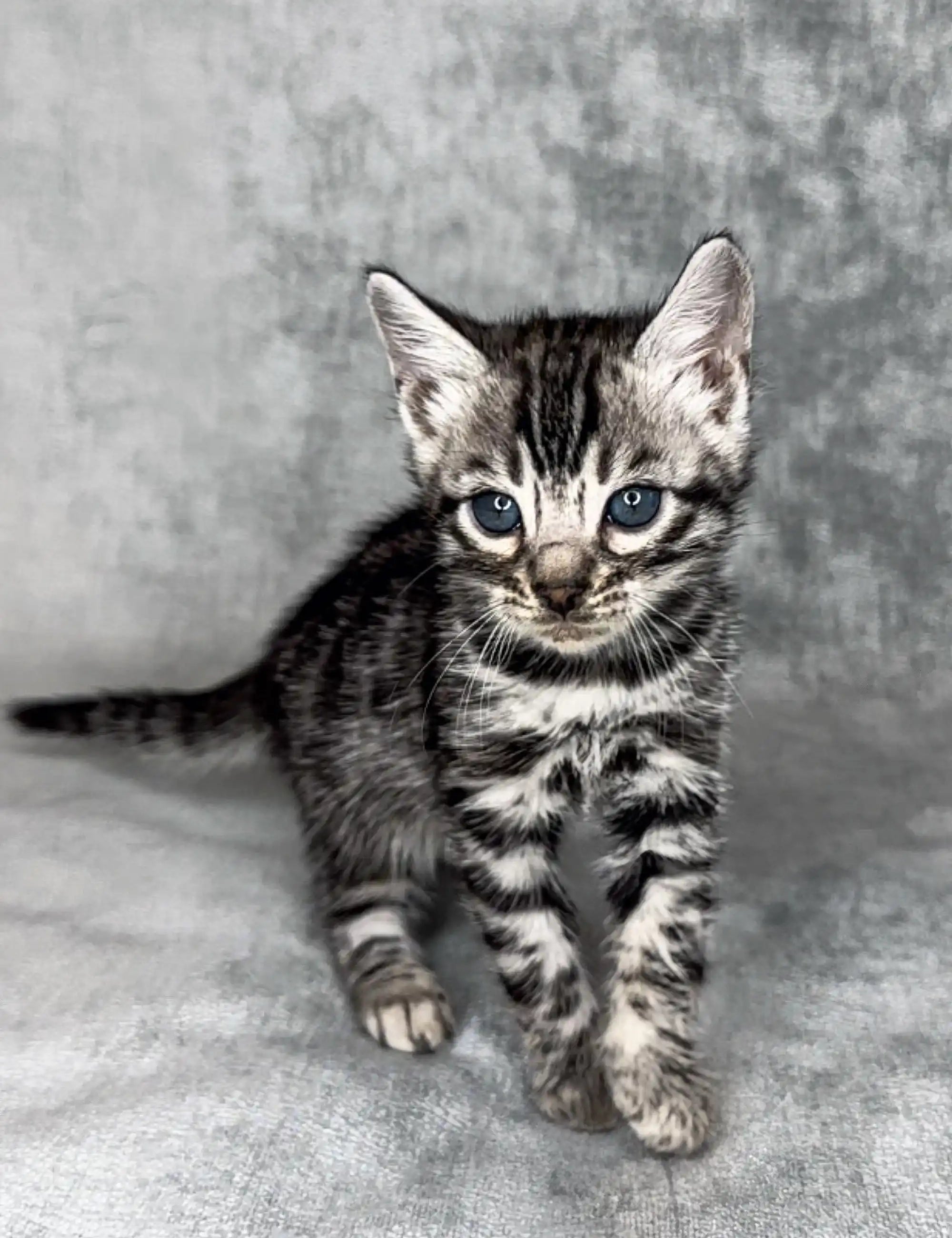 Bengal Kittens For Sale Hanry | Kitten