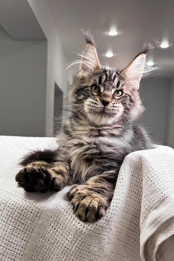 Hansom | polydactyl maine coon