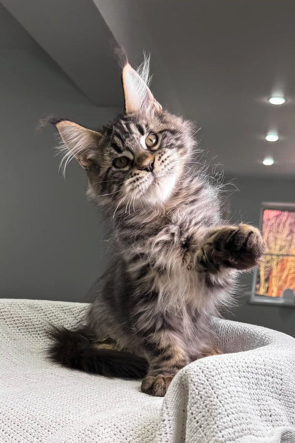 Hansom | polydactyl maine coon