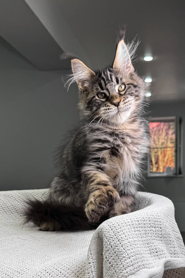 Hansom | polydactyl maine coon