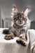 Hansom | polydactyl maine coon