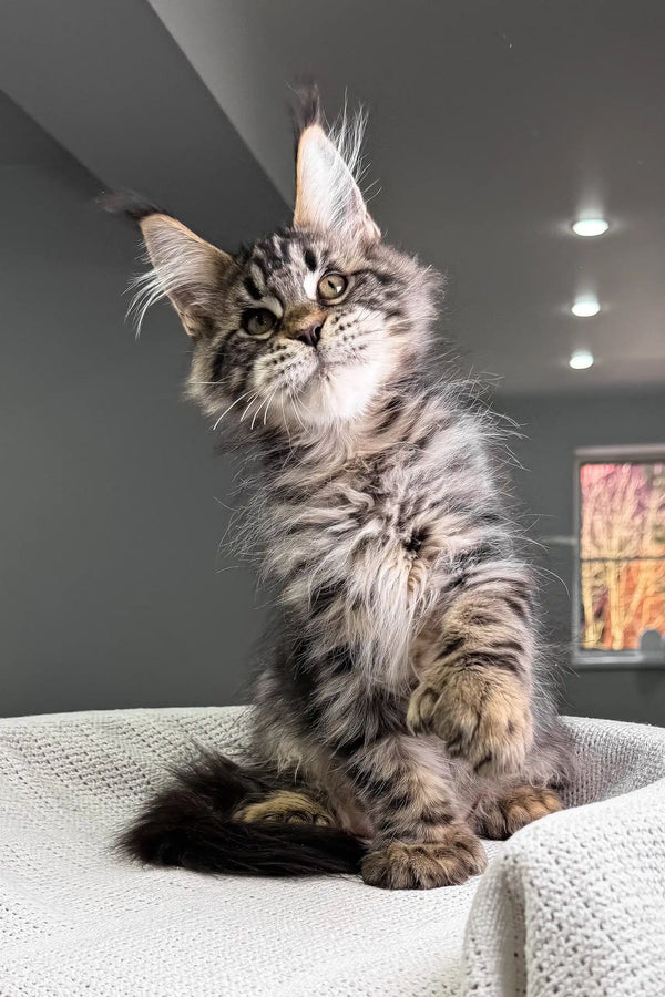Hansom | polydactyl maine coon