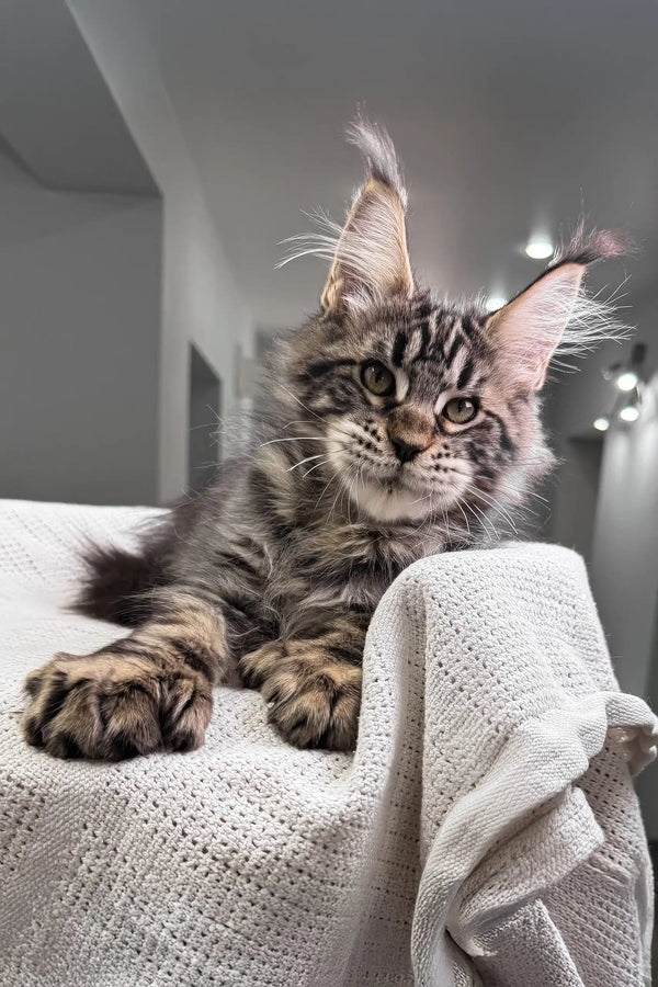Hansom | polydactyl maine coon