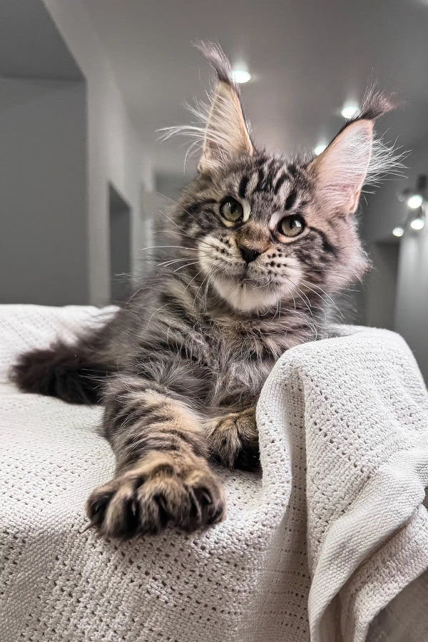 Hansom | polydactyl maine coon