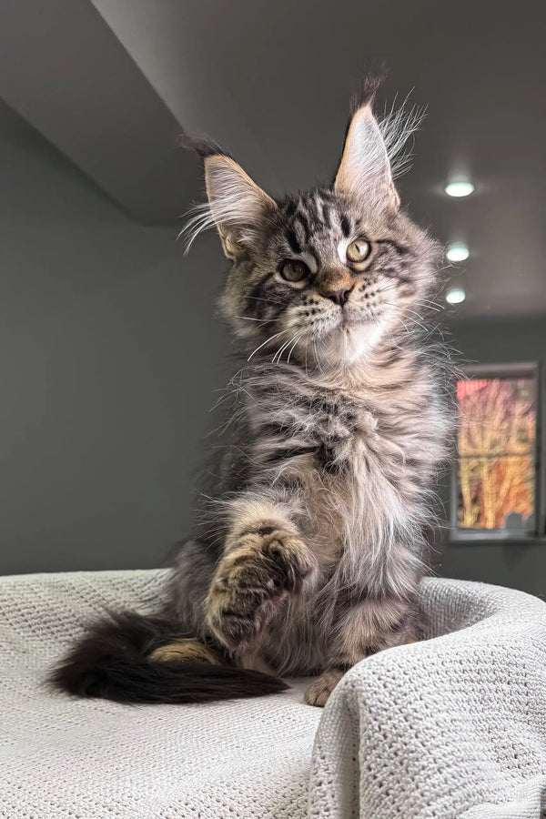 Hansom | polydactyl maine coon