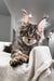 Hansom | polydactyl maine coon