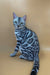 Silver Bengal cat with black marble markings and bright green eyes in Hanter | Bengal Kitten