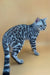 Silver Bengal cat with stunning black marbled coat in Hanter Bengal Kitten product