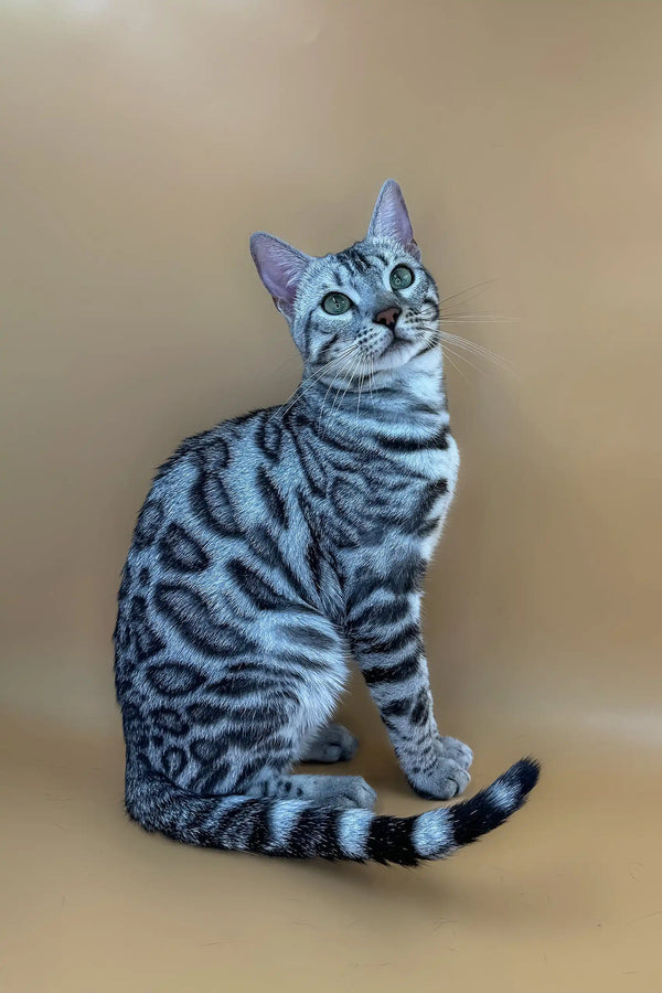 Silver tabby cat with black stripes and green eyes featured in Hanter Bengal Kitten