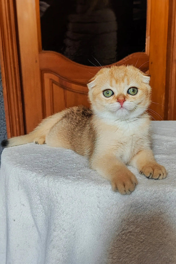 Cute Scottish Fold kitten with cream fur and adorable folded ears in Hanuka product