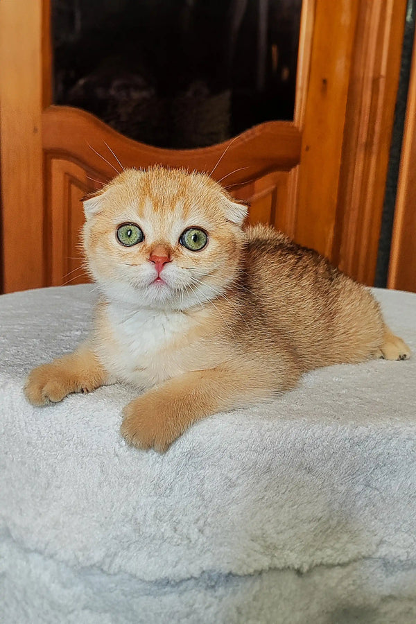 Adorable Scottish Fold kitten named Hanuka with wide eyes and cute folded ears
