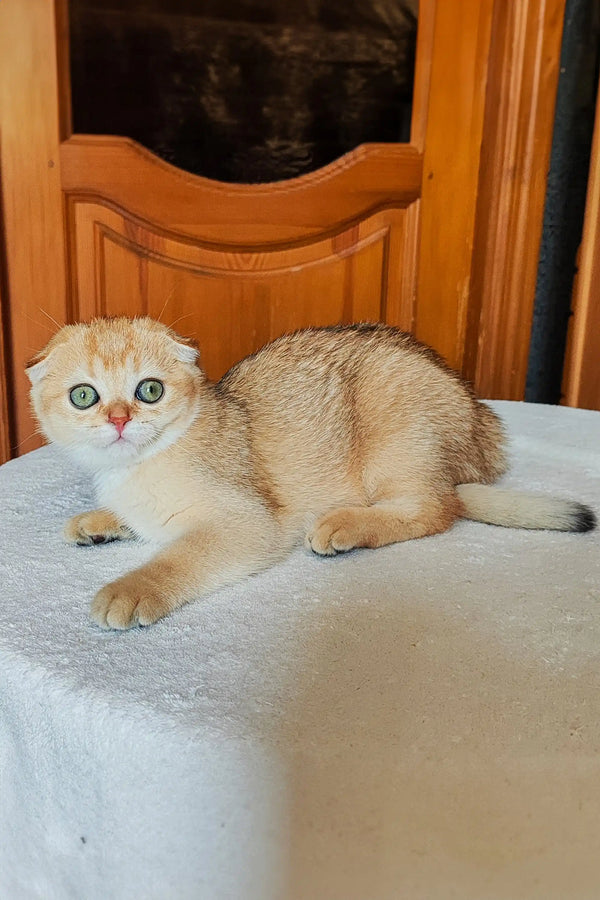 Scottish Fold kitten with striking green eyes lounging on a white surface