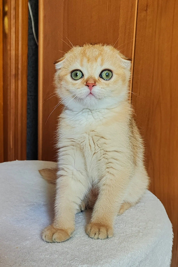 Cream-colored Scottish Fold kitten with big green eyes for Hanuka