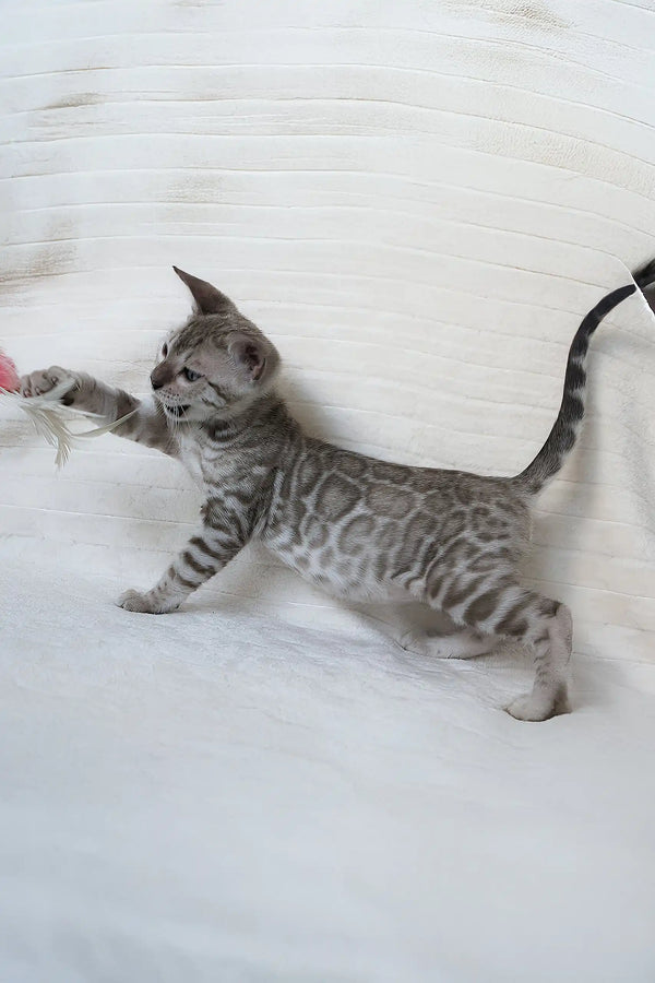 Gray spotted kitten playing with a toy in Hanuma, the Bengal Kitten collection