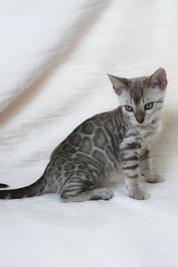 Adorable Gray Spotted Bengal Kitten from Hanuma ready for cuddles and playtime