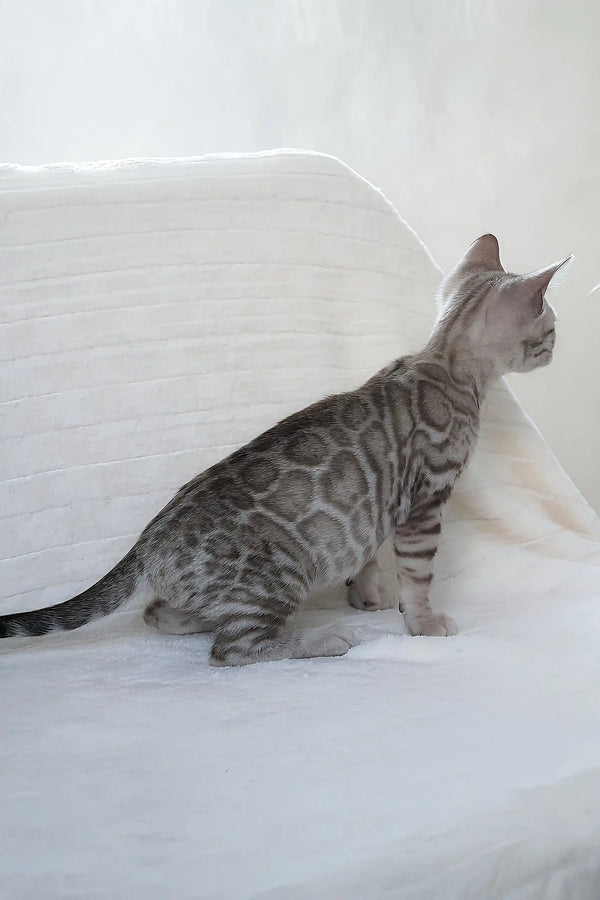 Gray spotted Bengal cat from the Hanuma Bengal Kitten product line