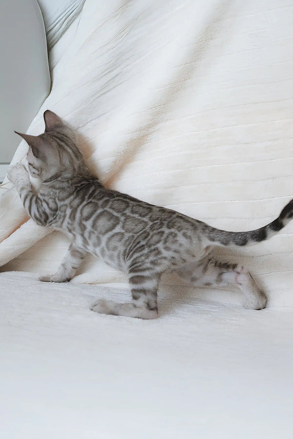 Adorable gray spotted kitten from Hanuma Bengal Kitten collection