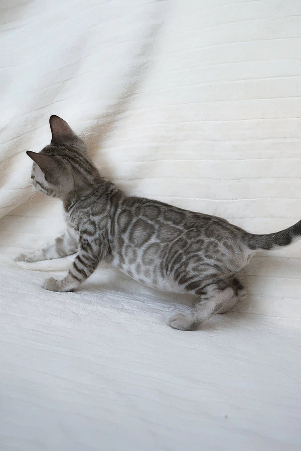 Gray spotted kitten from the Hanuma Bengal Kitten collection, playful and adorable