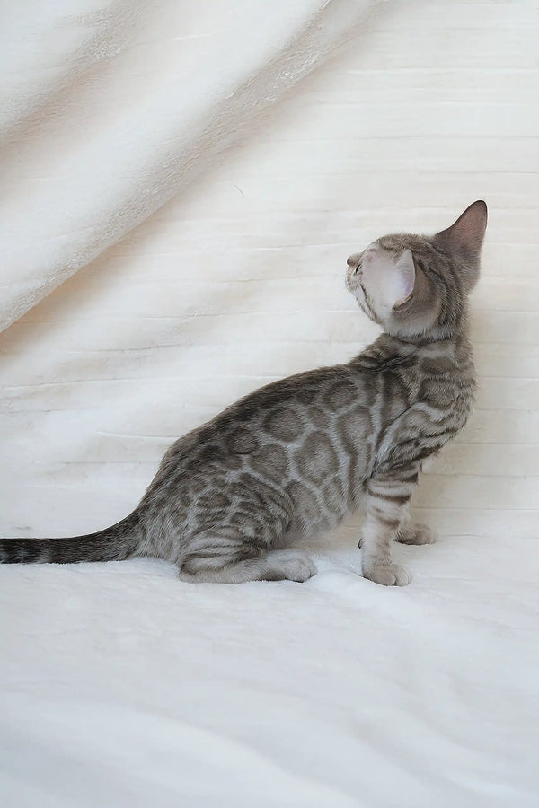 Gray spotted Bengal kitten from Hanuma, perfect playful companion for your home