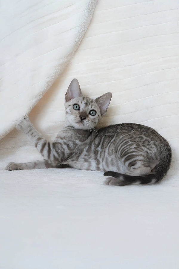 Cute Silver Bengal kitten featured in the Hanuma Bengal Kitten product line