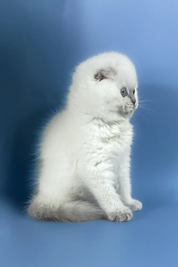 Happy | scottish fold kitten