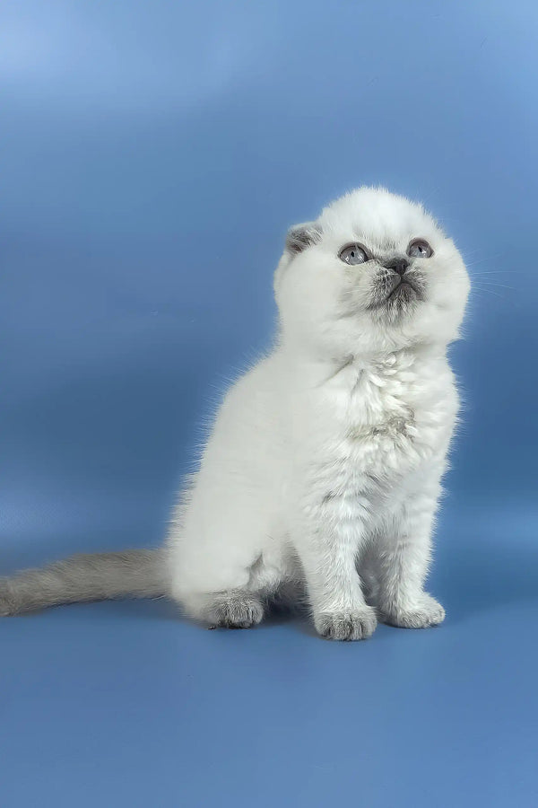 Happy | scottish fold kitten