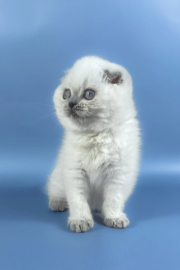 Happy | scottish fold kitten