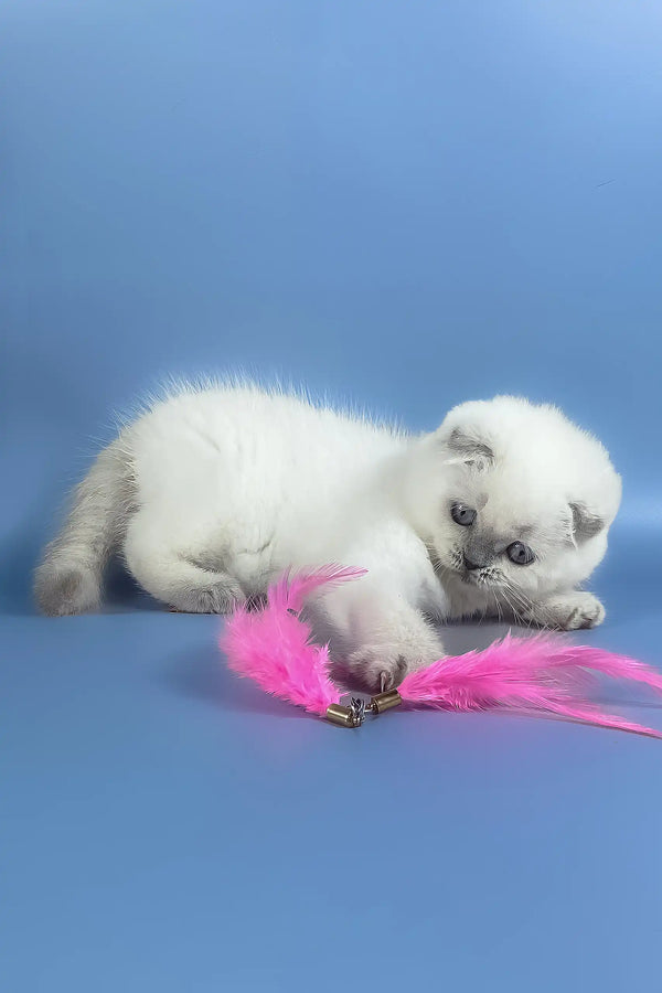 Happy | scottish fold kitten