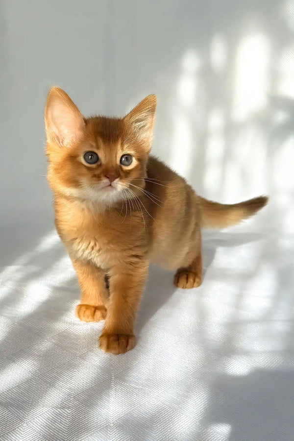 Happy | somali kitten