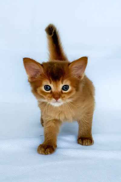 Orange Savannah Cat for Adoption: Discover Your Perfect Exotic Pet