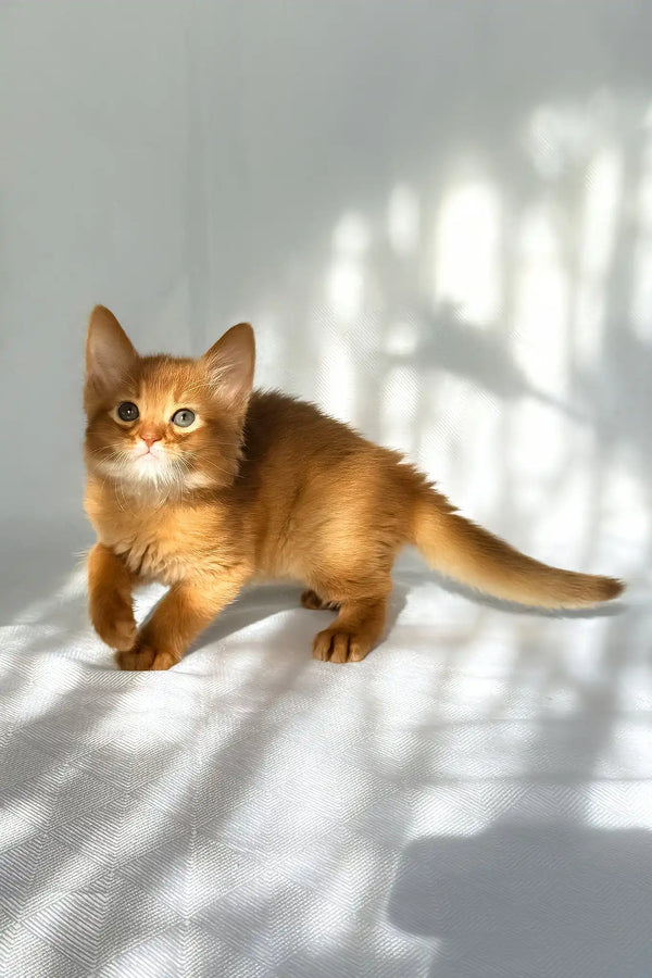 Happy | somali kitten